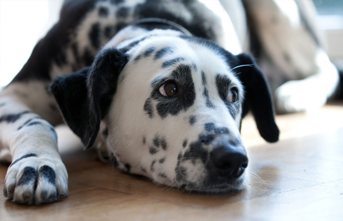 Services Vet in Mission Viejo Oso Pet Care Center