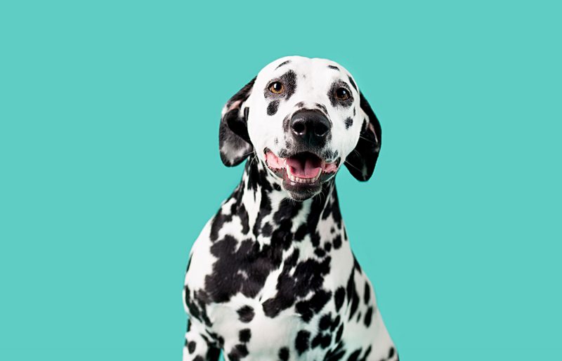 Services Vet in Mission Viejo Oso Pet Care Center