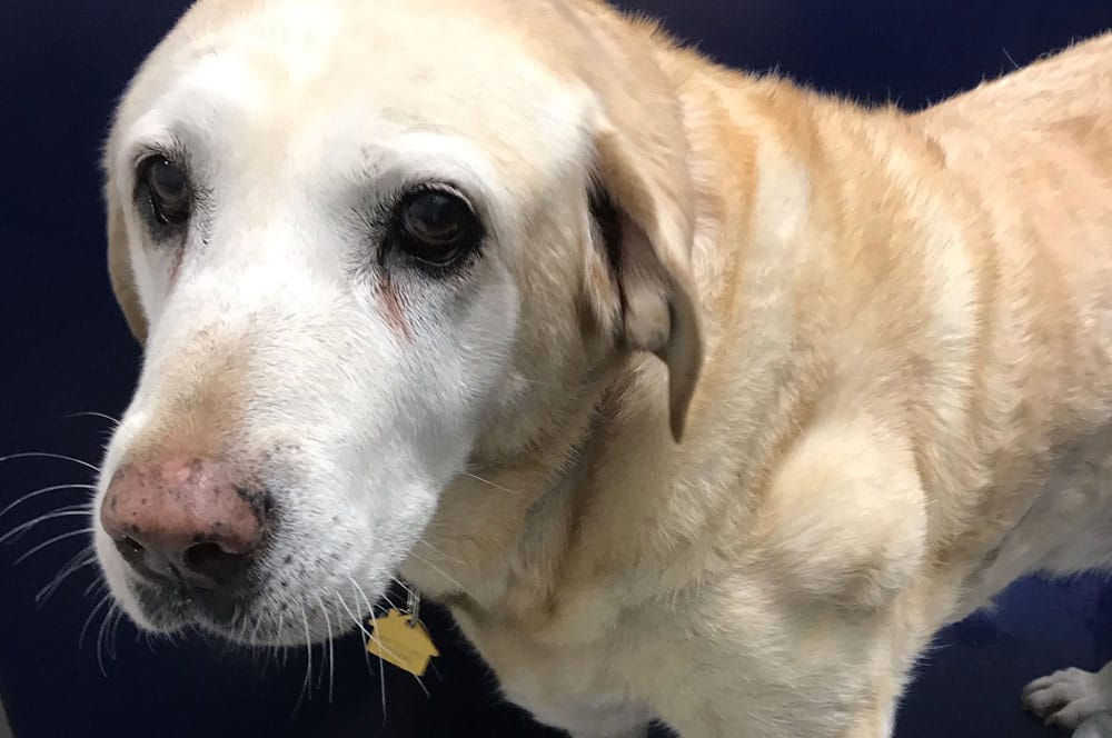 Boarding Vet in Mission Viejo Oso Pet Care Center