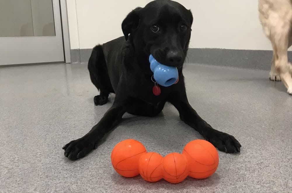 Boarding Vet in Mission Viejo Oso Pet Care Center