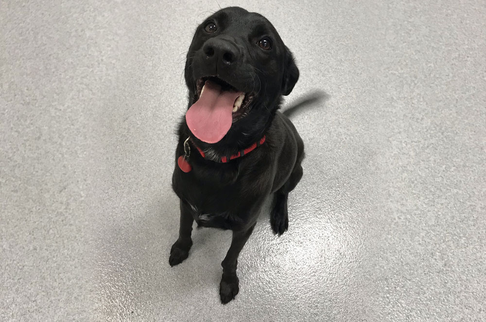 Boarding Vet in Mission Viejo Oso Pet Care Center