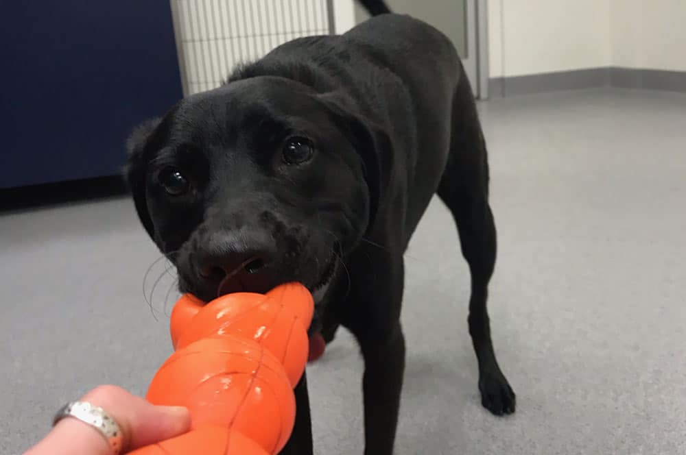 Boarding Vet in Mission Viejo Oso Pet Care Center