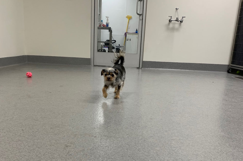 Boarding Vet in Mission Viejo Oso Pet Care Center