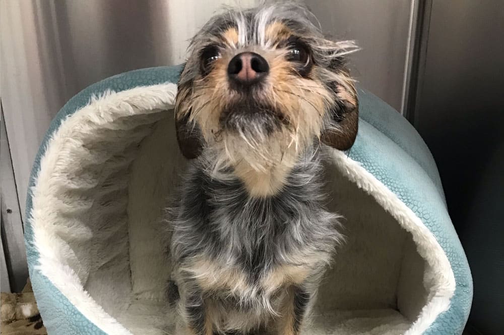 Boarding Vet in Mission Viejo Oso Pet Care Center