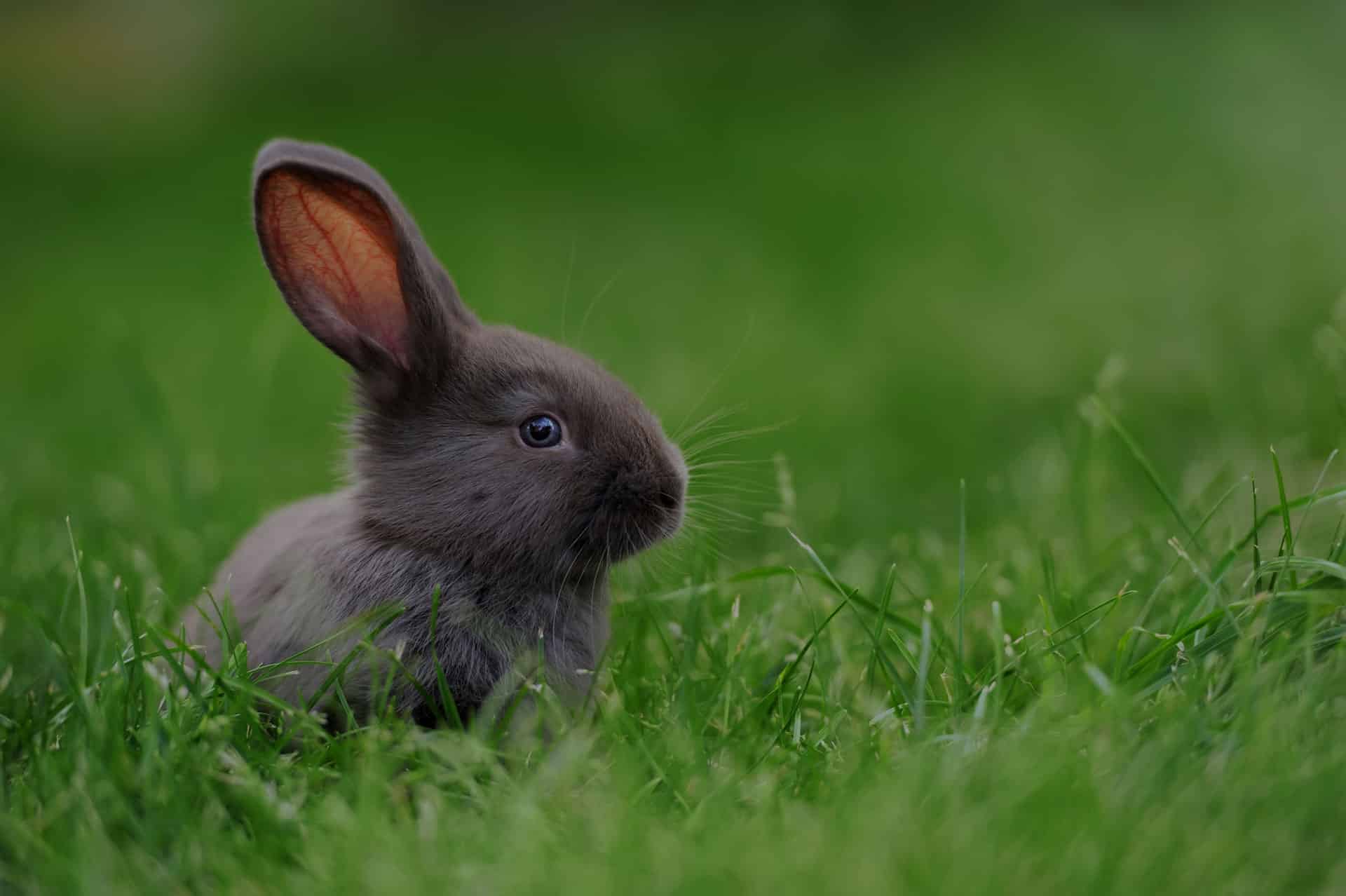 A small, fluffy gray rabbit sits attentively on a lush green grass field, with one ear upright and the other slightly folded, as if waiting for its vet check-up against a softly blurred green background.